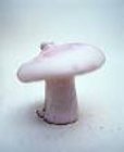 Blewit mushroom