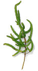 Salicornia