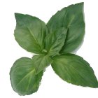 Basil