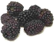 Blackberry