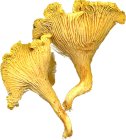 Girolle mushroom