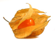 Physalis