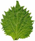Shiso